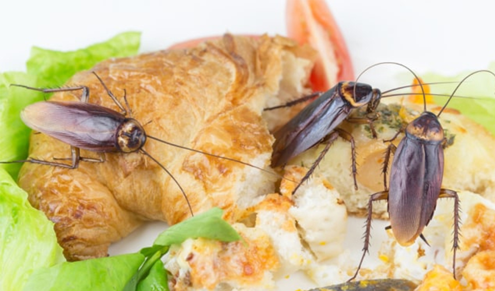 Cara Ampuh Basmi Kecoak di dalam Rumah